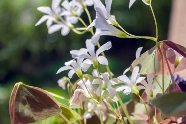 yaz aylarında açık güneşli bir günde küçük beyaz çiçekler