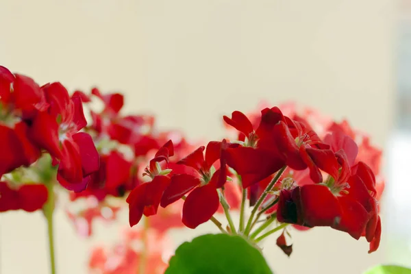 Fleurs Feuilles Géranium Par Une Journée Ensoleillée Été — Photo