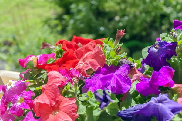 Bunte Petunien Der Strahlenden Sonne Vor Dem Hintergrund Der Stadt — Stockfoto