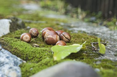 eski meşe palamudu zemin makro üzerinde yosun yalan