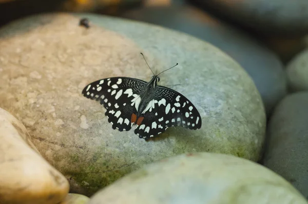 Красочная Бабочка Сидит Серых Камнях Макро — стоковое фото