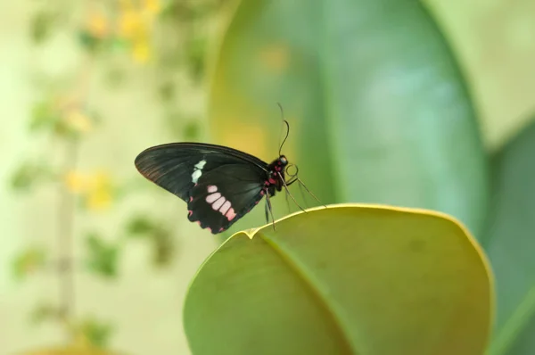 Färgglada Butterfly Sittin Bladet — Stockfoto