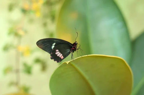 Colorful Butterfly Sittin Leaf — Stock Photo, Image