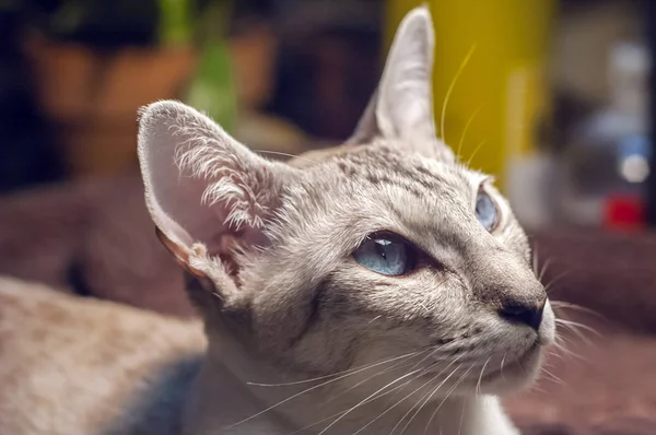 Gri Gözlü Mısır Dumanlı Kedi Portre Arıyor — Stok fotoğraf