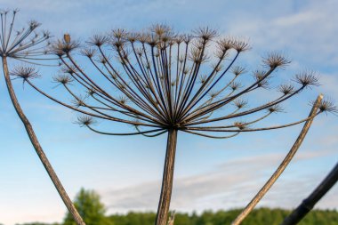mavi gökyüzüne karşı bir hogweed çiçek kurutulmuş şemsiye