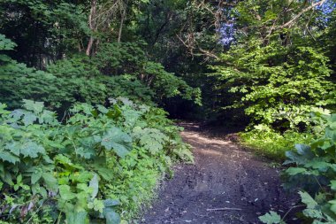 bir yaz günü yeşil orman çalılıkları ile kirli kil yol