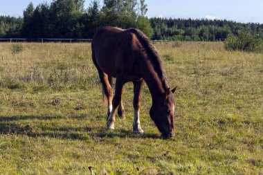 atlar kahverengi aygır sürüsi bulutlu bir gökyüzü altında yeşil bir çayırda otlatıyor