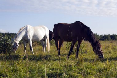bulutlu bir gökyüzü altında yeşil bir çayırda otlayan atlar beyaz ve kahverengi aygır sürü