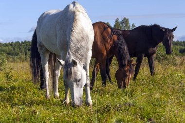 üç aygır - beyaz, kahverengi ve siyah koyun bulutlu bir gökyüzü altında yeşil bir çayırda otlatıyor