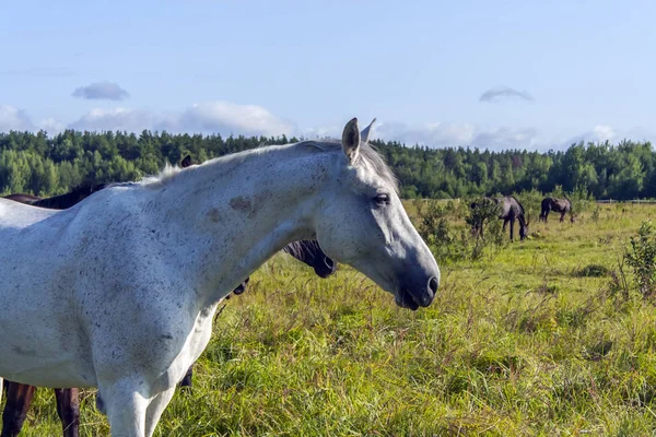 Bulutlu Bir Gökyüzü Altında Yeşil Bir Çayırda Otlayan Atlar Beyaz — Stok fotoğraf