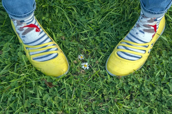 two legs in yellow shoes protect the life of a daisy flower protect the ecology while standing on green grass