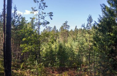 güneşli bir yaz gününde yeşil kozalaklı orman panoramave nadir bulutlar ile mavi gökyüzü