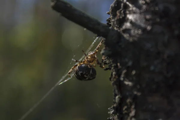 Spider Väver Web Vikt Nära Gammal Stubbe Närbild — Stockfoto
