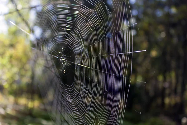 Wunderschönes Spinnennetz Hell Erleuchtet Von Der Sonne Sommerlichen Wald Aus — Stockfoto