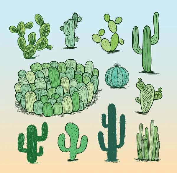 Collection cactus, Illustration vectorielle . — Image vectorielle