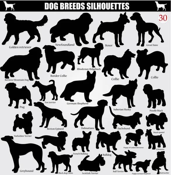 Vector silhouettes köpek isimleri ile kümesi