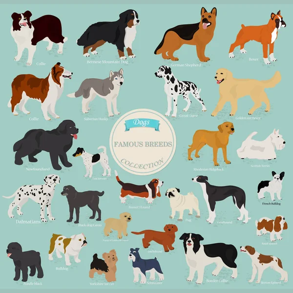 Colección Diferentes Razas Perros Con Nombres — Vector de stock