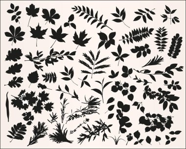 Vektör bitki siluetleri beyaz arka plan üzerinde ayarla