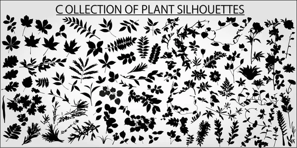 식물과 배경에 나뭇잎의 컬렉션 — 스톡 벡터