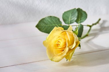 Panoları hafif bir arka plan üzerinde Sarı Gül