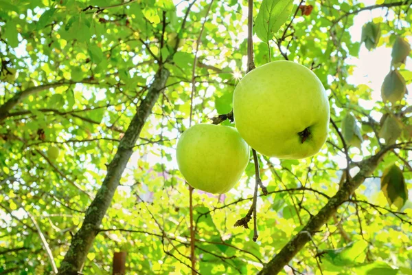 生长在树枝上的成熟苹果 — 图库照片