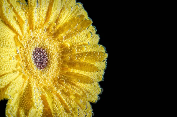 Sarı gerbera, suyun altında yakın plan. Yapraklarında hava kabarcıkları olan bir çiçek. Tebrik kartı için çiçek. — Stok fotoğraf