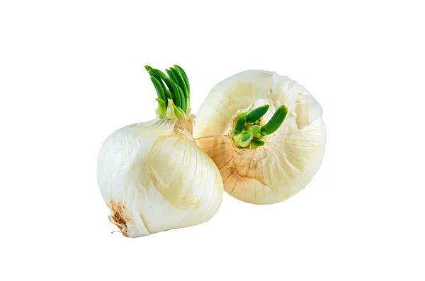 Cipolla bianca fresca su fondo bianco. Contesto alimentare biologico . — Foto Stock