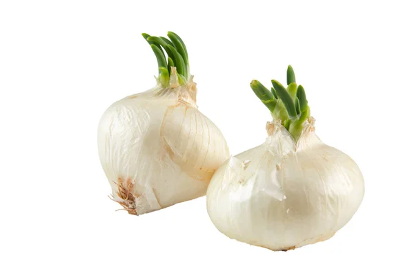 Frische weiße Zwiebel auf weißem Hintergrund. Biolebensmittel. — Stockfoto