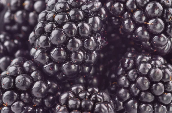 白色背景上的黑莓浆果 — 图库照片