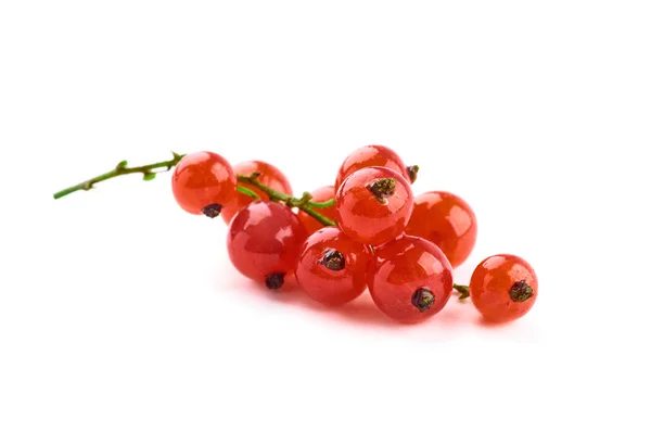 Red currant on white background — Stock Photo, Image
