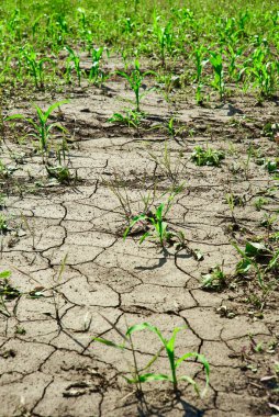 Toprak, mısır filizleriyle kuraklıkla çatırdadı.