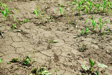 Toprak, mısır filizleriyle kuraklıkla çatırdadı.