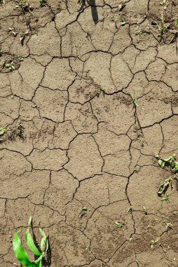 Kuraklıktan çatlamış toprak