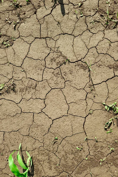 Terre fissurée par la sécheresse — Photo