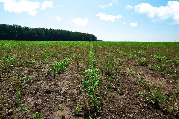 A field with rows of young green corn sprouts Stock Photo