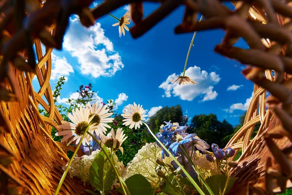 雲と青空に対するカモミールとアジサイの花のバスケット テキストのための場所 — ストック写真