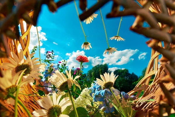 雲と青空に対するカモミールとアジサイの花のバスケット テキストのための場所 — ストック写真