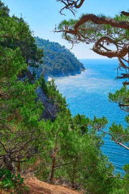 Pitsunda çam ağaçlarından denize uzanan yamaç.