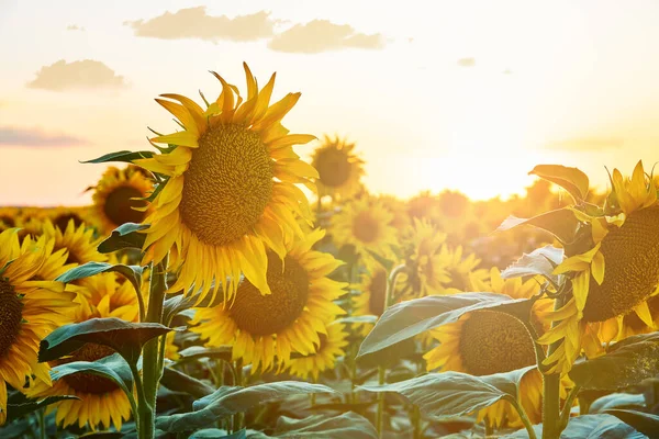 Цветущий подсолнух в поле крупным планом на фоне заходящего солнца — стоковое фото