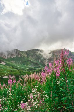 Bulutlarla kaplı dağ yamaçları, Alp otları ve Soçi 'nin Krasnaya Polyana kentindeki sıcak akşam ışığı ile aydınlatılmış çok renkli çiçeklerle kaplı bir manzara. Dağ yürüyüşü.