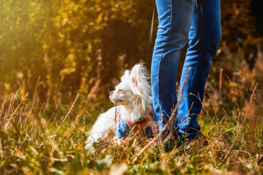 Beyaz bir Chihuahua köpeği sahibinin ayağının yanında durur ve köpek sahibi köpeği eğitir. Güneşli bir sonbahar ormanında yürüyüşe çıkmış bir hayvan..