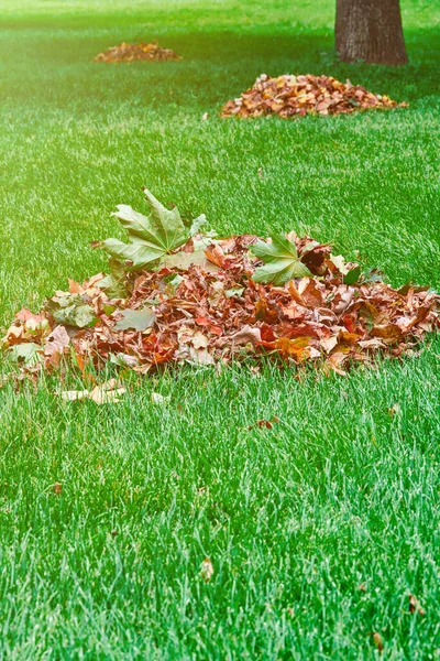 A pile of dry leaves on a green lawn, cleaning the surrounding area from autumn leaves. Fallen leaves are gathered in a pile on the green grass.