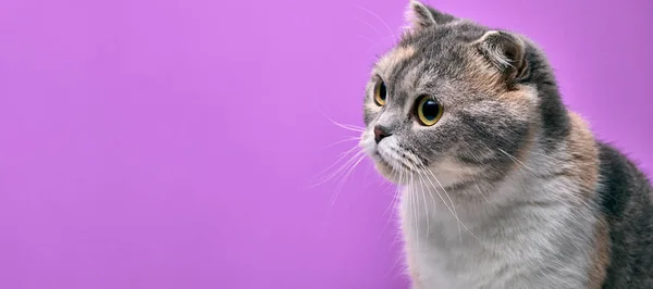 Primer plano retrato de pura raza escocés plegable gato buscando un lado — Foto de Stock