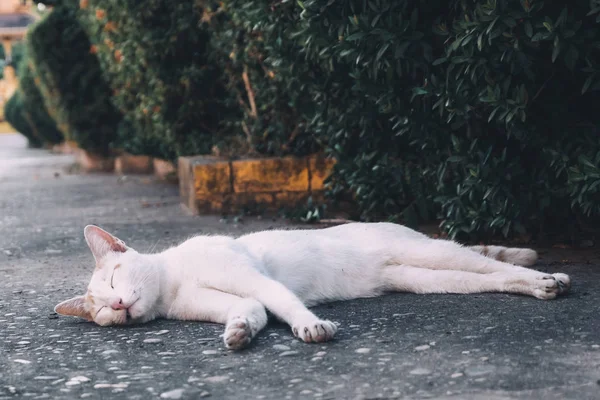 Gato callejero blanco descansando en el suelo cerca de los árboles — Foto de Stock