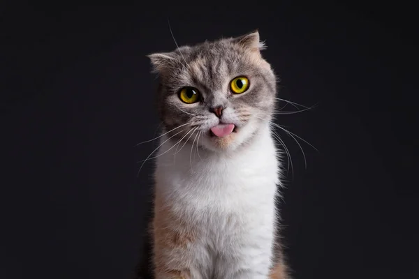 Zbliżenie portret czystej szkockiej fałd kot patrząc aparat zabawny twarz — Zdjęcie stockowe
