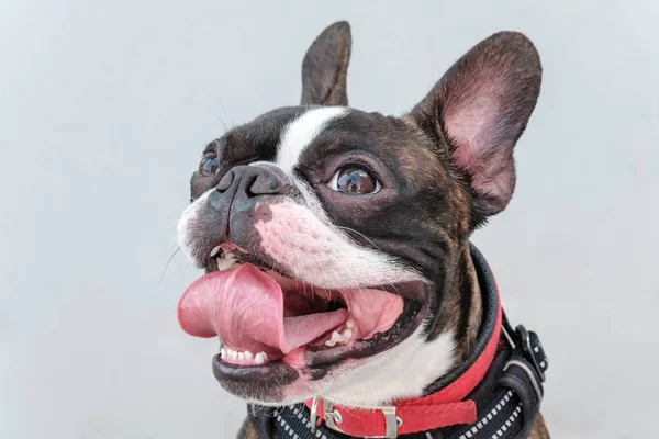 Retrato boston terrier puro raça macio cinza fundo closeup — Fotografia de Stock