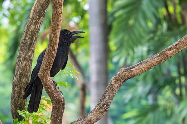 Černá Vrána na stromě v Lumipni parku v Bangkoku — Stock fotografie