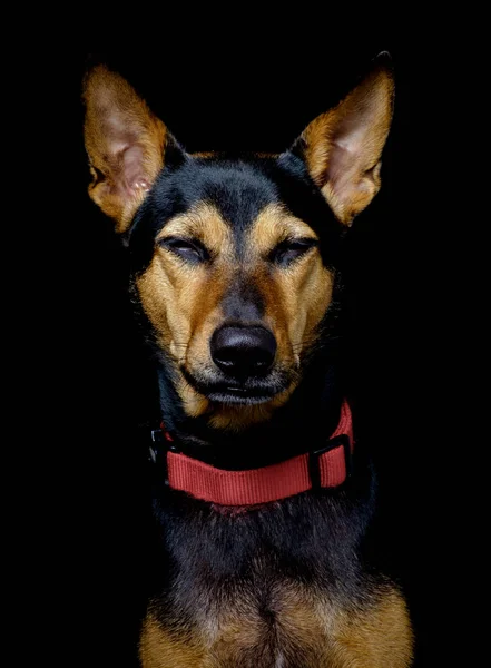 Mestizo callejero rescatado perro tailandés descansando fondo negro suave —  Fotos de Stock