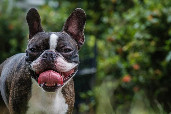 Retrato Boston terrier raça pura no jardim — Fotografia de Stock