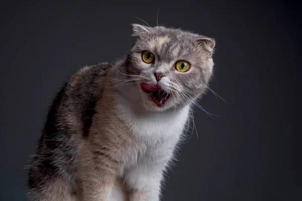 特写纯种苏格兰折叠猫看相机搞笑的脸 — 图库照片